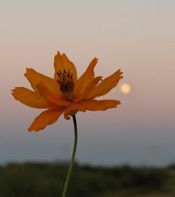 orange flower against a moon rising at sunset
