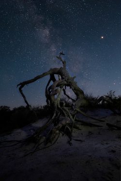 dead tree branch with milky way galaxy in the background