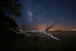 fallen tree in the water at night with stars
