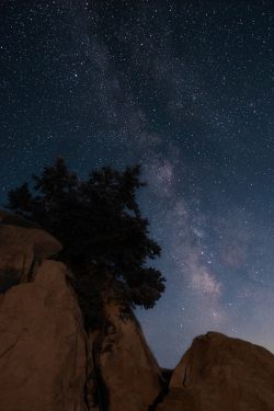 plant growing on side of rock at night stars