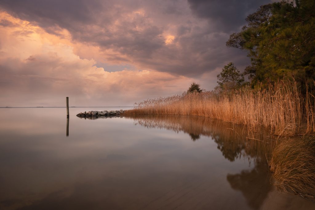 A sunset over the Chesapeake Bay beach with golden reeds and pink and purple clouds in the sky